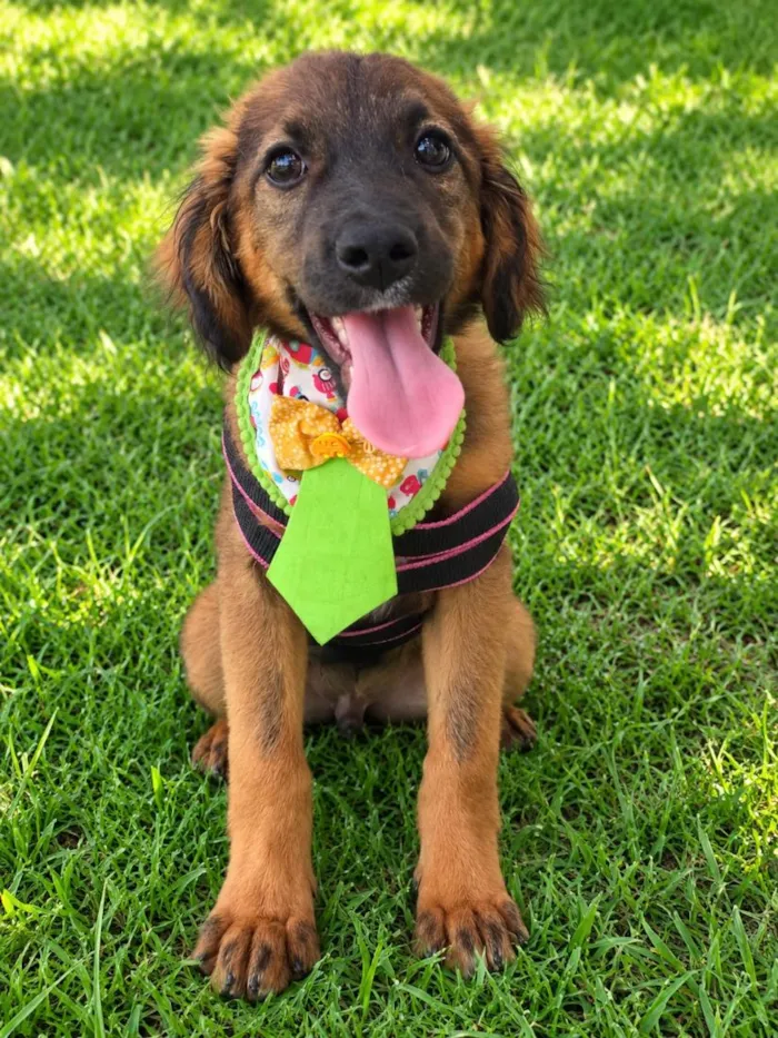 Cachorro raça SRD-ViraLata idade 2 a 6 meses nome Bolinha