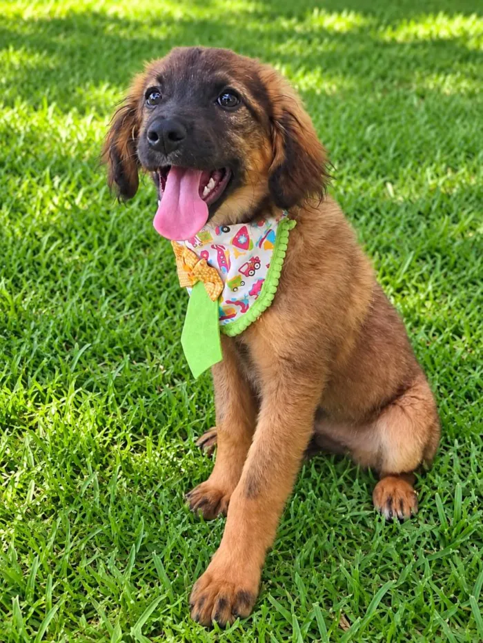 Cachorro raça SRD-ViraLata idade 2 a 6 meses nome Bolinha