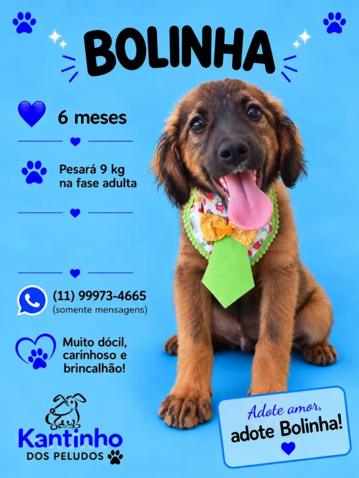 Cachorro raça SRD-ViraLata idade 2 a 6 meses nome Bolinha