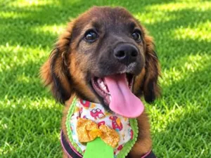 Cachorro raça SRD-ViraLata idade 2 a 6 meses nome Bolinha
