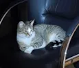 Miu