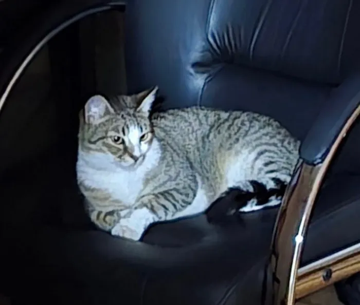 Gato raça SRD-ViraLata idade 3 anos nome Miu