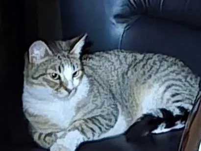 Gato raça SRD-ViraLata idade 3 anos nome Miu