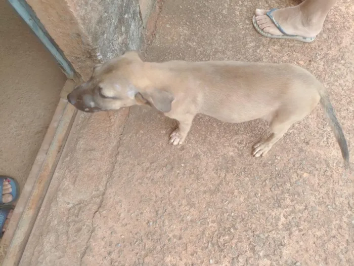 Cachorro raça SRD-ViraLata idade 2 a 6 meses nome N/A