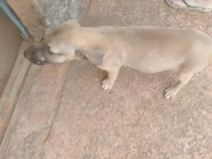 Cachorro raça SRD-ViraLata idade 2 a 6 meses nome N/A