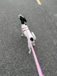 Nina