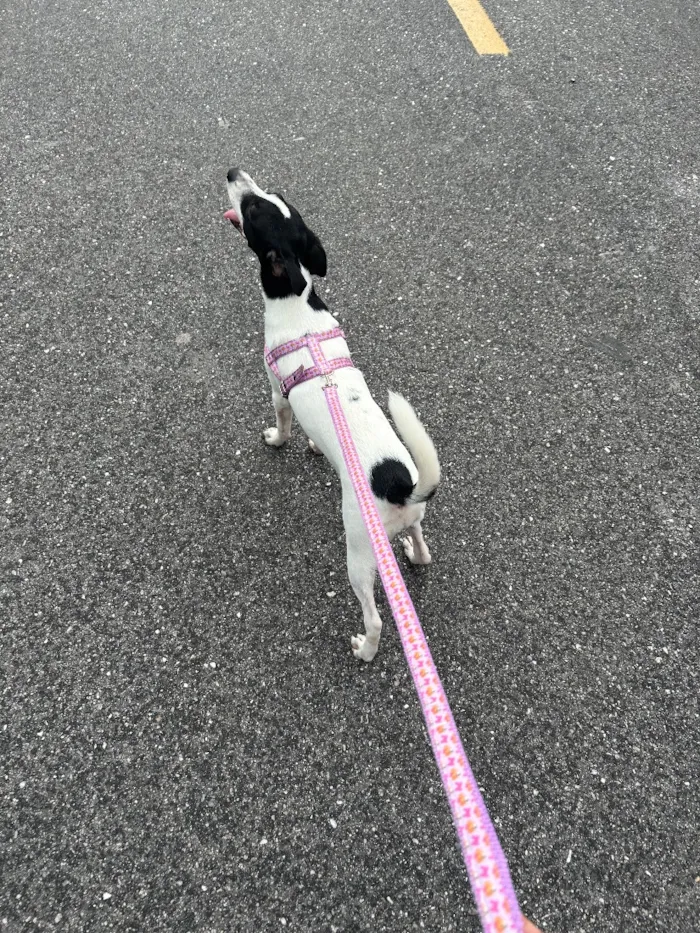 Cachorro raça Labrador idade 7 a 11 meses nome Nina