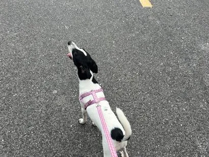 Cachorro raça Labrador idade 7 a 11 meses nome Nina