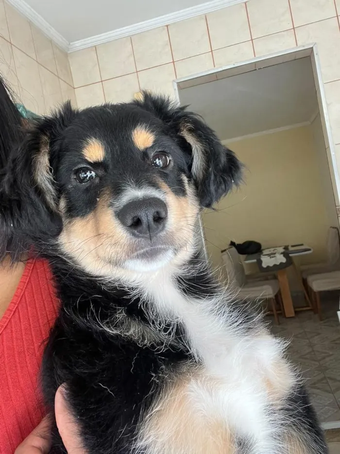 Cachorro raça SRD-ViraLata idade 2 a 6 meses nome Lucky 