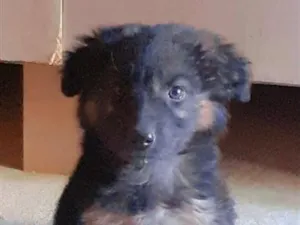 Cachorro raça Pastor Alemão idade 2 a 6 meses nome Will