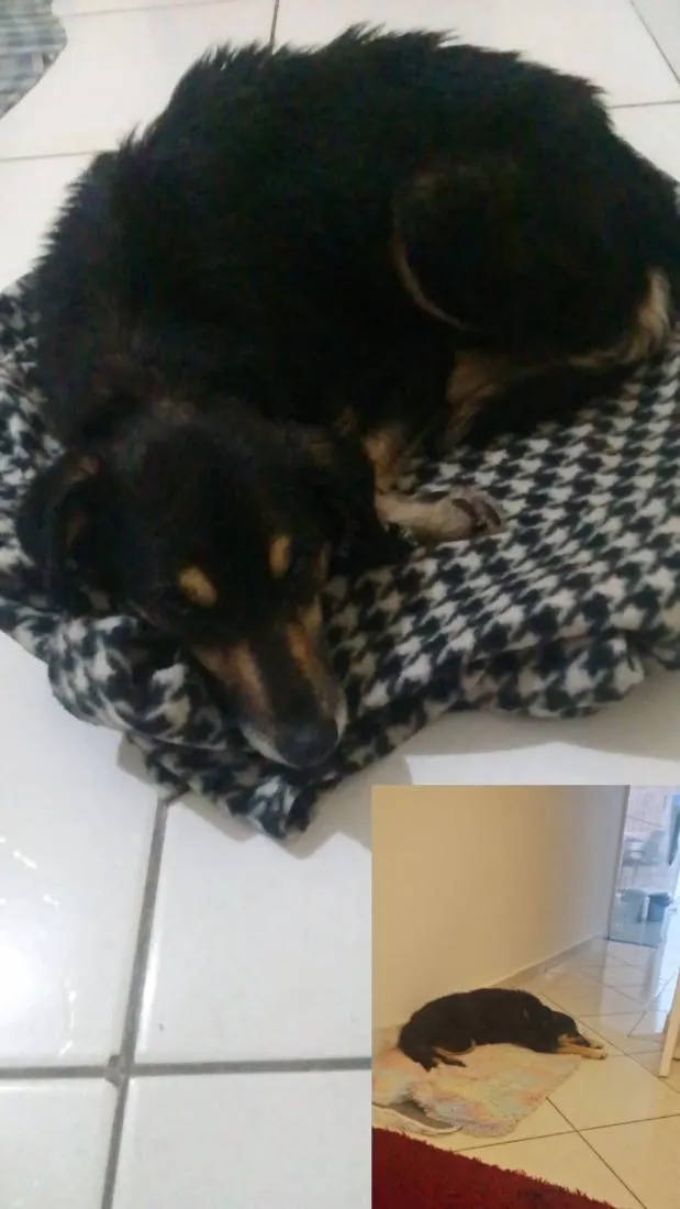 Cachorro raça SRD-ViraLata idade 7 a 11 meses nome nina
