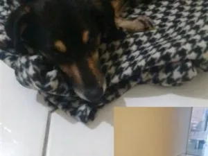 Cachorro raça SRD-ViraLata idade 7 a 11 meses nome nina