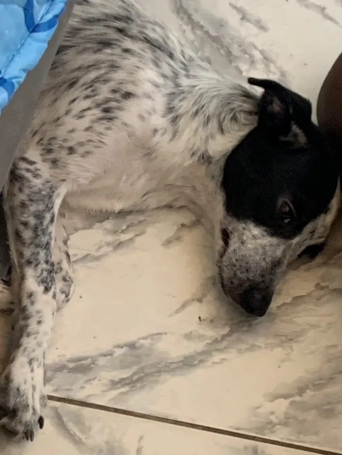 Cachorro raça SRD-ViraLata idade 2 a 6 meses nome Pandora