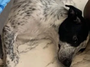 Cachorro raça SRD-ViraLata idade 2 a 6 meses nome Pandora