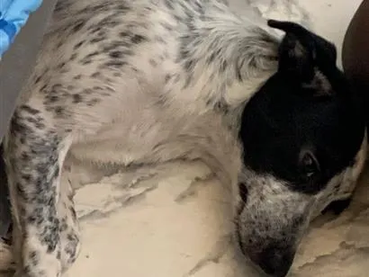 Cachorro raça SRD-ViraLata idade 2 a 6 meses nome Pandora