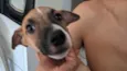 galgo com peduro