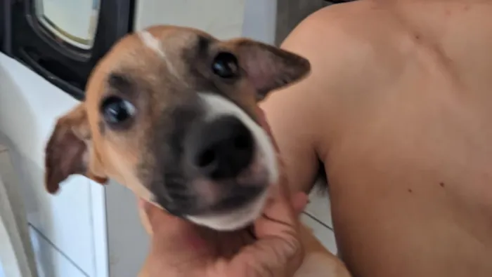 Cachorro raça SRD-ViraLata idade 2 a 6 meses nome galgo com peduro