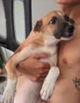 galgo com peduro