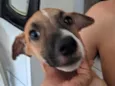 galgo com peduro