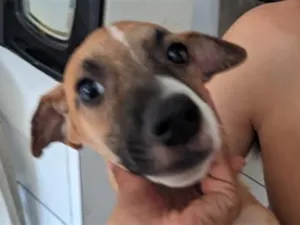 Cachorro raça SRD-ViraLata idade 2 a 6 meses nome galgo com peduro