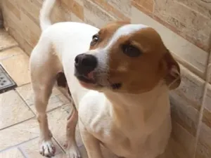 Cachorro raça SRD-ViraLata idade 1 ano nome Max