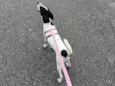 Nina