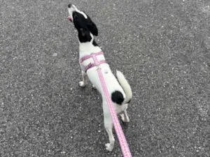 Cachorro raça Labrador idade 7 a 11 meses nome Nina