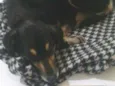nina