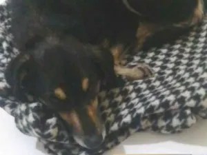 Cachorro raça SRD-ViraLata idade 7 a 11 meses nome nina