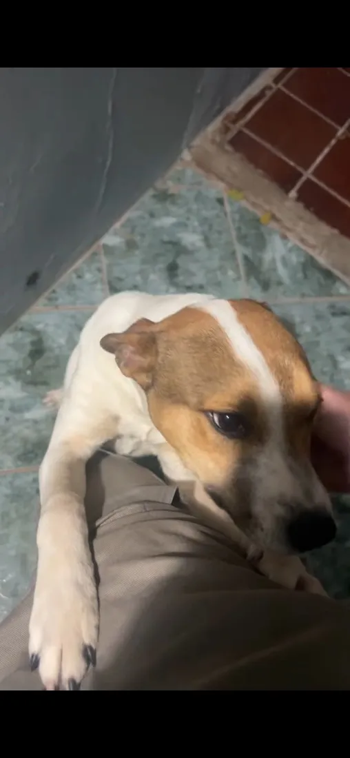 Cachorro raça SRD-ViraLata idade 1 ano nome Betove