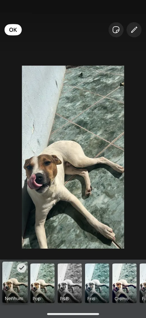 Cachorro raça SRD-ViraLata idade 1 ano nome Betove