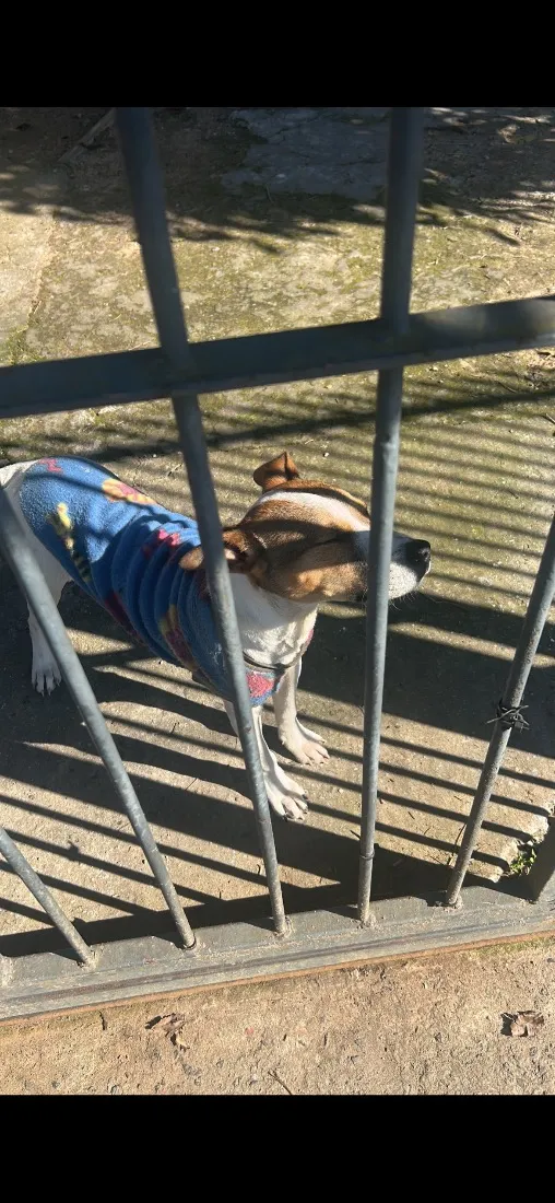 Cachorro raça SRD-ViraLata idade 1 ano nome Betove