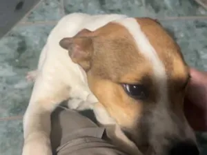 Cachorro raça SRD-ViraLata idade 1 ano nome Betove