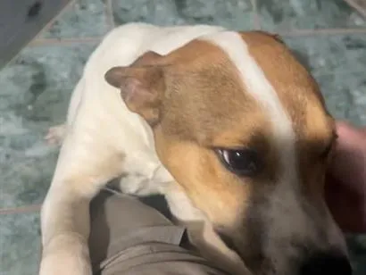 Cachorro raça SRD-ViraLata idade 1 ano nome Betove