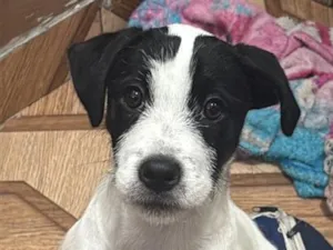 Cachorro raça SRD-ViraLata idade 2 a 6 meses nome Pudim