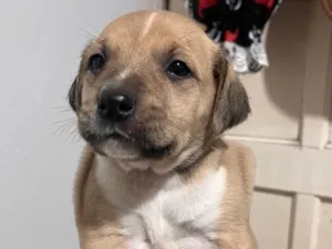 Cachorro raça SRD-ViraLata idade Abaixo de 2 meses nome Fêmea porte grande 