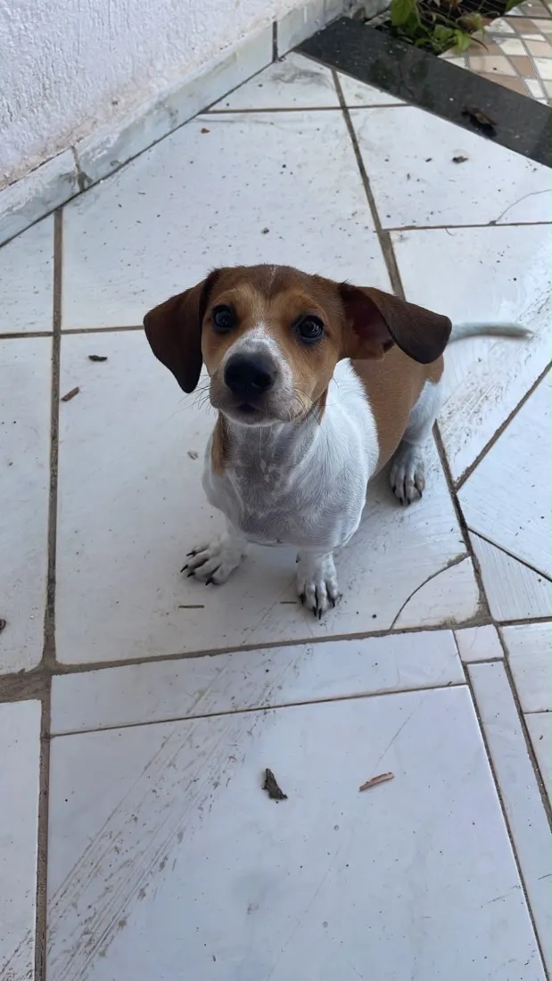 Cachorro raça SRD-ViraLata idade 2 a 6 meses nome Sem nome