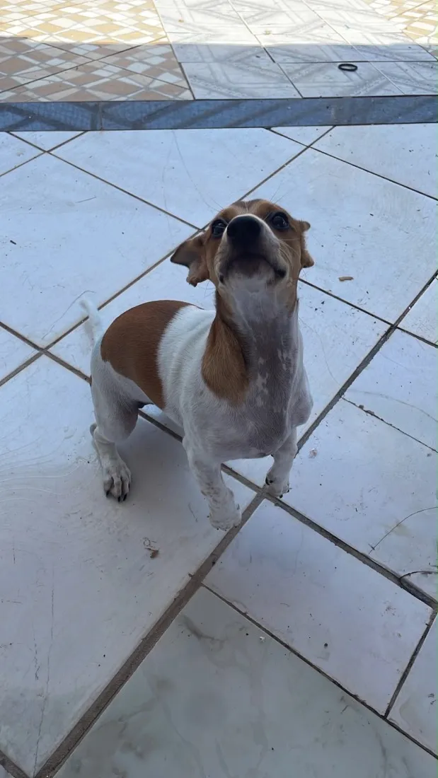 Cachorro raça SRD-ViraLata idade 2 a 6 meses nome Sem nome