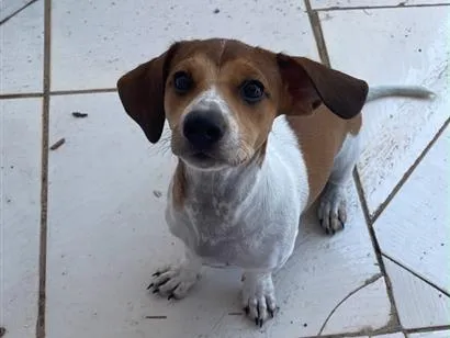 Cachorro raça SRD-ViraLata idade 2 a 6 meses nome Sem nome