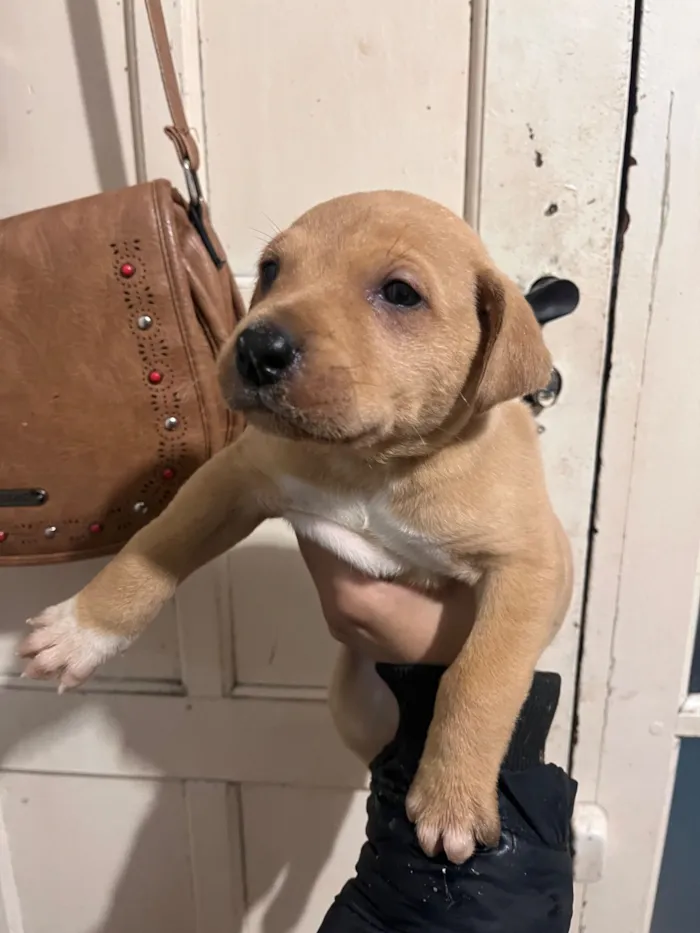 Cachorro raça SRD-ViraLata idade Abaixo de 2 meses nome Macho porte grande 