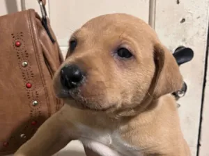 Cachorro raça SRD-ViraLata idade Abaixo de 2 meses nome Macho porte grande 