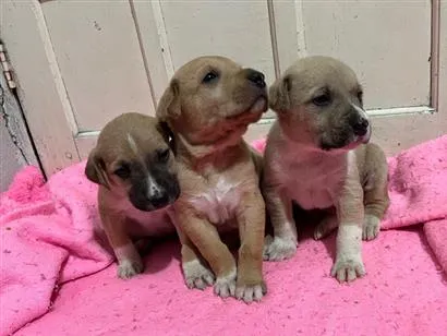 Cachorro raça SRD-ViraLata idade Abaixo de 2 meses nome MACHO Porte grande