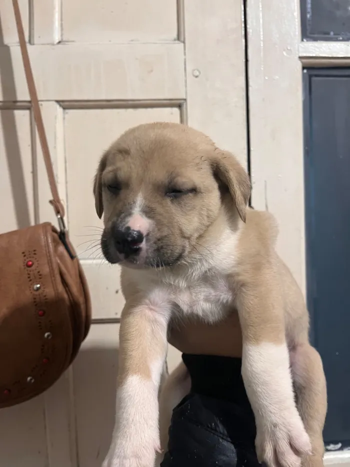 Cachorro raça SRD-ViraLata idade Abaixo de 2 meses nome MACHO Porte grande