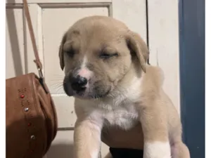 Cachorro raça SRD-ViraLata idade Abaixo de 2 meses nome MACHO Porte grande