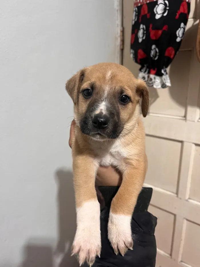 Cachorro raça SRD-ViraLata idade Abaixo de 2 meses nome macho porte grande