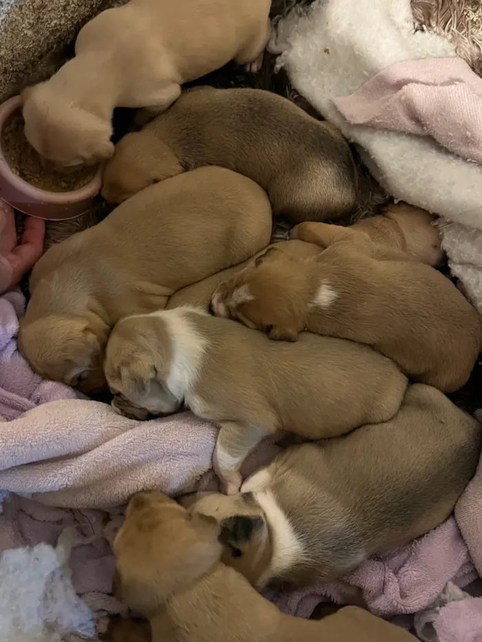 Cachorro raça SRD-ViraLata idade Abaixo de 2 meses nome macho porte grande