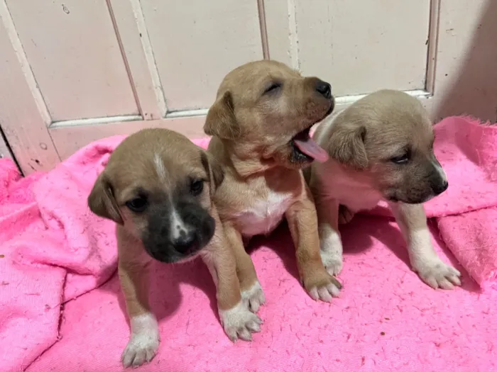 Cachorro raça SRD-ViraLata idade Abaixo de 2 meses nome macho porte grande