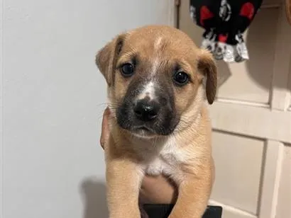 Cachorro raça SRD-ViraLata idade Abaixo de 2 meses nome macho porte grande