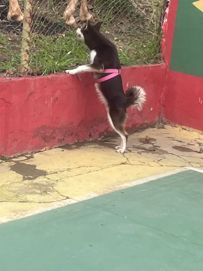 Cachorro raça SRD-ViraLata idade 7 a 11 meses nome Charlote husky siberiano 