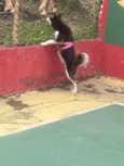 Charlote husky siberiano